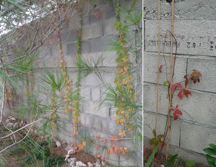 Vigne-vierge